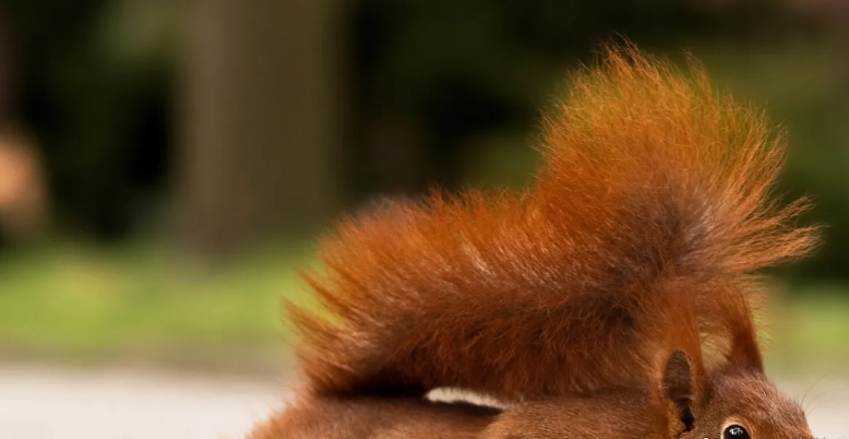 Lustige Bilder für Tierfreunde: 20 süße Eichhörnchen